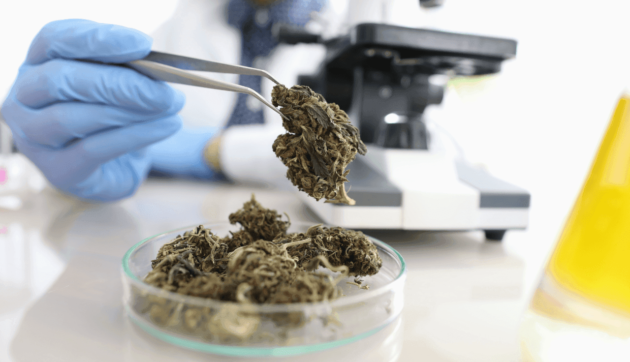 Pinzette hebt eine Cannabis BlĂĽte hoch